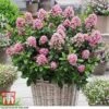 Escallonia Laevis 'Pink Elle' 1 Escallonia Laevis 'Pink Elle' -Garden Plants Shop ESCA T80277 B1