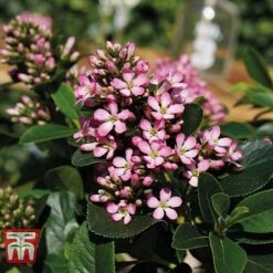 Escallonia Laevis 'Pink Elle' -Garden Plants Shop ESCA T80277 C
