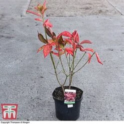 Euonymus Europaeus 'Red Cascade' -Garden Plants Shop EUON 58190 A