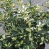 Euonymus Fortunei 'Blondy' 2 Euonymus Fortunei 'Blondy' -Garden Plants Shop EUON T58456 A h