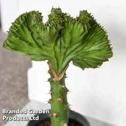 Euphorbia Lactea 'Cristata' -Garden Plants Shop EUPH LACTE10CM C