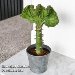 Euphorbia Lactea 'Cristata' -Garden Plants Shop EUPH LACTE10CM D