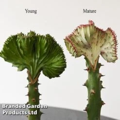 Euphorbia Lactea 'Cristata' -Garden Plants Shop EUPH LACTE10CM E