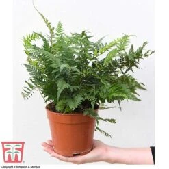 Fern Houseplant Mix -Garden Plants Shop FERN TKA3000 D1