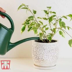 Ficus Benjamina 10 Ficus Benjamina -Garden Plants Shop FIC WKB4845 B