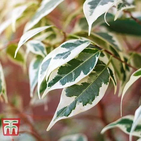 Ficus Benjamina 4 Ficus Benjamina - Image 2