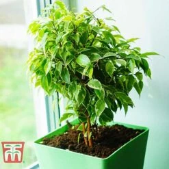 Ficus Benjamina 11 Ficus Benjamina -Garden Plants Shop FIC WKB4845 E