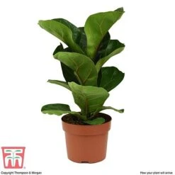 Ficus Lyrata 'Compacta' -Garden Plants Shop FIC kb1113 E