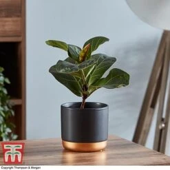 Ficus Lyrata 'Compacta' -Garden Plants Shop FICU 1113 A1