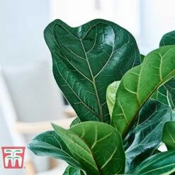 Ficus Lyrata 'Compacta' -Garden Plants Shop FICU KB1113 G