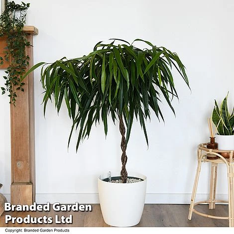 Ficus Binnendijkii 'Alii' Braided Stem In Hydro Pot 3 Ficus Binnendijkii 'Alii' Braided Stem In Hydro Pot