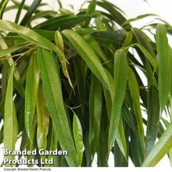 Ficus Binnendijkii 'Alii' Braided Stem In Hydro Pot 8 Ficus Binnendijkii 'Alii' Braided Stem In Hydro Pot -Garden Plants Shop FICU ALIIBRAID T50773