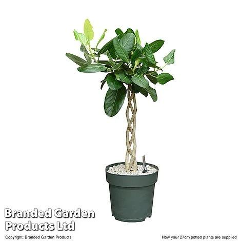 Ficus Benghalensis 'Audrey' Braided Stem In Hydro Pot 6 Ficus Benghalensis 'Audrey' Braided Stem In Hydro Pot - Image 4