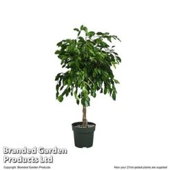 Ficus Benjamina 'Exotica' Braided Stem In Hydro Pot -Garden Plants Shop FICU EXOTI27CM T506341