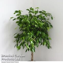 Ficus Benjamina 'Exotica' Braided Stem In Hydro Pot -Garden Plants Shop FICU EXOTICABR T50618