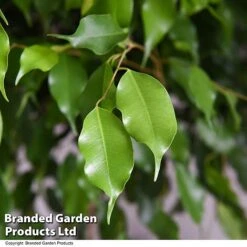 Ficus Benjamina 'Exotica' Braided Stem In Hydro Pot -Garden Plants Shop FICU EXOTICABR T50619