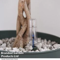 Ficus Benjamina 'Exotica' Braided Stem In Hydro Pot -Garden Plants Shop FICU EXOTICABR T50621