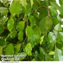 Ficus Benjamina 'Exotica' Braided Stem In Hydro Pot -Garden Plants Shop FICU EXOTICABR T50755