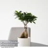Ficus Microcarpa 'Ginseng' -Garden Plants Shop FICU GINSENG T49232