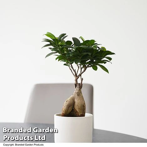 Ficus Microcarpa 'Ginseng' 3 Ficus Microcarpa 'Ginseng'