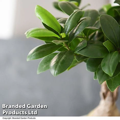 Ficus Microcarpa 'Ginseng' 4 Ficus Microcarpa 'Ginseng' - Image 2