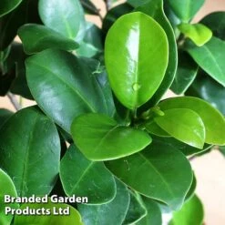 Ficus Microcarpa 'Ginseng' 8 Ficus Microcarpa 'Ginseng' -Garden Plants Shop FICU GINSENG W48353