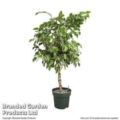Ficus Benjamina 'Golden King' Braided Stem In Hydro Pot -Garden Plants Shop FICU GOLDE27CM T506321