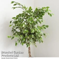 Ficus Benjamina 'Golden King' Braided Stem In Hydro Pot -Garden Plants Shop FICU GOLDENKIN T50606