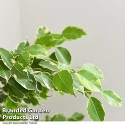 Ficus Benjamina 'Golden King' Braided Stem In Hydro Pot -Garden Plants Shop FICU GOLDENKIN T50608