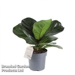 Ficus Lyrata (Fiddle Leaf Fig) 15 Ficus Lyrata (Fiddle Leaf Fig) -Garden Plants Shop FICU LYRAT12CM WKA8599 A