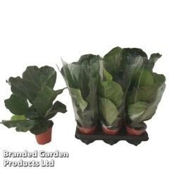 Ficus Lyrata (Fiddle Leaf Fig) 18 Ficus Lyrata (Fiddle Leaf Fig) -Garden Plants Shop FICU LYRAT12CM WKA8599 B
