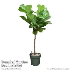 Ficus Lyrata In Hydro Pot 9 Ficus Lyrata In Hydro Pot -Garden Plants Shop FICU LYRAT27CM T506401
