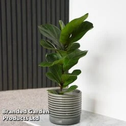 Ficus Lyrata (Fiddle Leaf Fig) 13 Ficus Lyrata (Fiddle Leaf Fig) -Garden Plants Shop FICU LYRATA T45105E