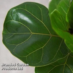 Ficus Lyrata (Fiddle Leaf Fig) 14 Ficus Lyrata (Fiddle Leaf Fig) -Garden Plants Shop FICU LYRATA T45106D