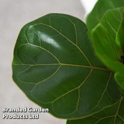 Ficus Lyrata (Fiddle Leaf Fig) 19 Ficus Lyrata (Fiddle Leaf Fig) -Garden Plants Shop FICU LYRATA T45107C
