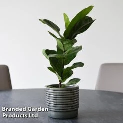 Ficus Lyrata (Fiddle Leaf Fig) 17 Ficus Lyrata (Fiddle Leaf Fig) -Garden Plants Shop FICU LYRATA T45108B