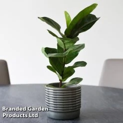 Ficus Lyrata (Fiddle Leaf Fig) 16 Ficus Lyrata (Fiddle Leaf Fig) -Garden Plants Shop FICU LYRATA T45109A