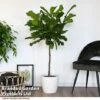 Ficus Lyrata In Hydro Pot 2 Ficus Lyrata In Hydro Pot -Garden Plants Shop FICU LYRATA T50763