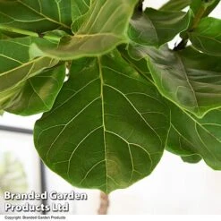 Ficus Lyrata In Hydro Pot 8 Ficus Lyrata In Hydro Pot -Garden Plants Shop FICU LYRATA T50764