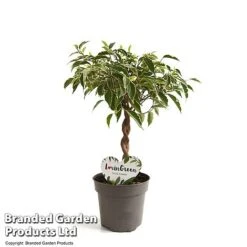 Ficus Benjamina 'Nina' -Garden Plants Shop FICU NINA12CM T49510