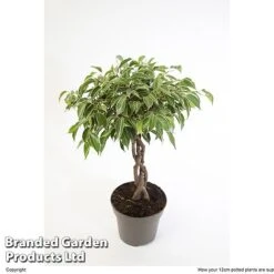 Ficus Benjamina 'Nina' -Garden Plants Shop FICU NINA12CM W48352