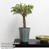 Ficus Benjamina 'Nina' 1 Ficus Benjamina 'Nina' -Garden Plants Shop FICU NINA T49511