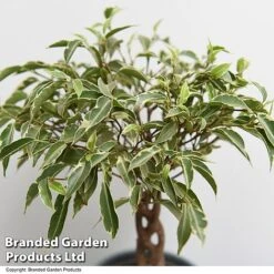 Ficus Benjamina 'Nina' -Garden Plants Shop FICU NINA T49513
