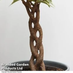 Ficus Benjamina 'Nina' -Garden Plants Shop FICU NINA T49514