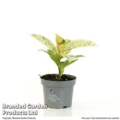 Ficus Elastica 'Shivereana' -Garden Plants Shop FICU SHIVE12CM T48343