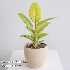 Ficus Elastica 'Shivereana' -Garden Plants Shop FICU SHIVEREAN W46019