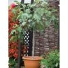 Fig 'Brown Turkey' Standard 1 Fig 'Brown Turkey' Standard -Garden Plants Shop FIG DWW3594 A h