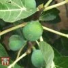 Fig 'Chelsea' (Standard) -Garden Plants Shop FIG T56489 A