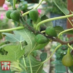 Fig 'Chelsea' (Standard) -Garden Plants Shop FIG T56489 C
