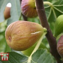 Fig 'Chelsea' (Standard) -Garden Plants Shop FIG T56489 D